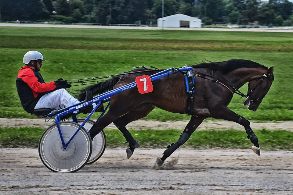 harness-racing