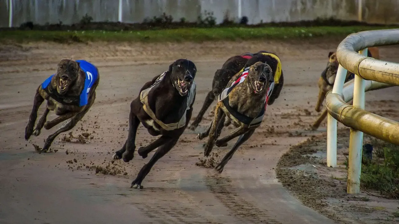 greyhound-racing-3964594_19201