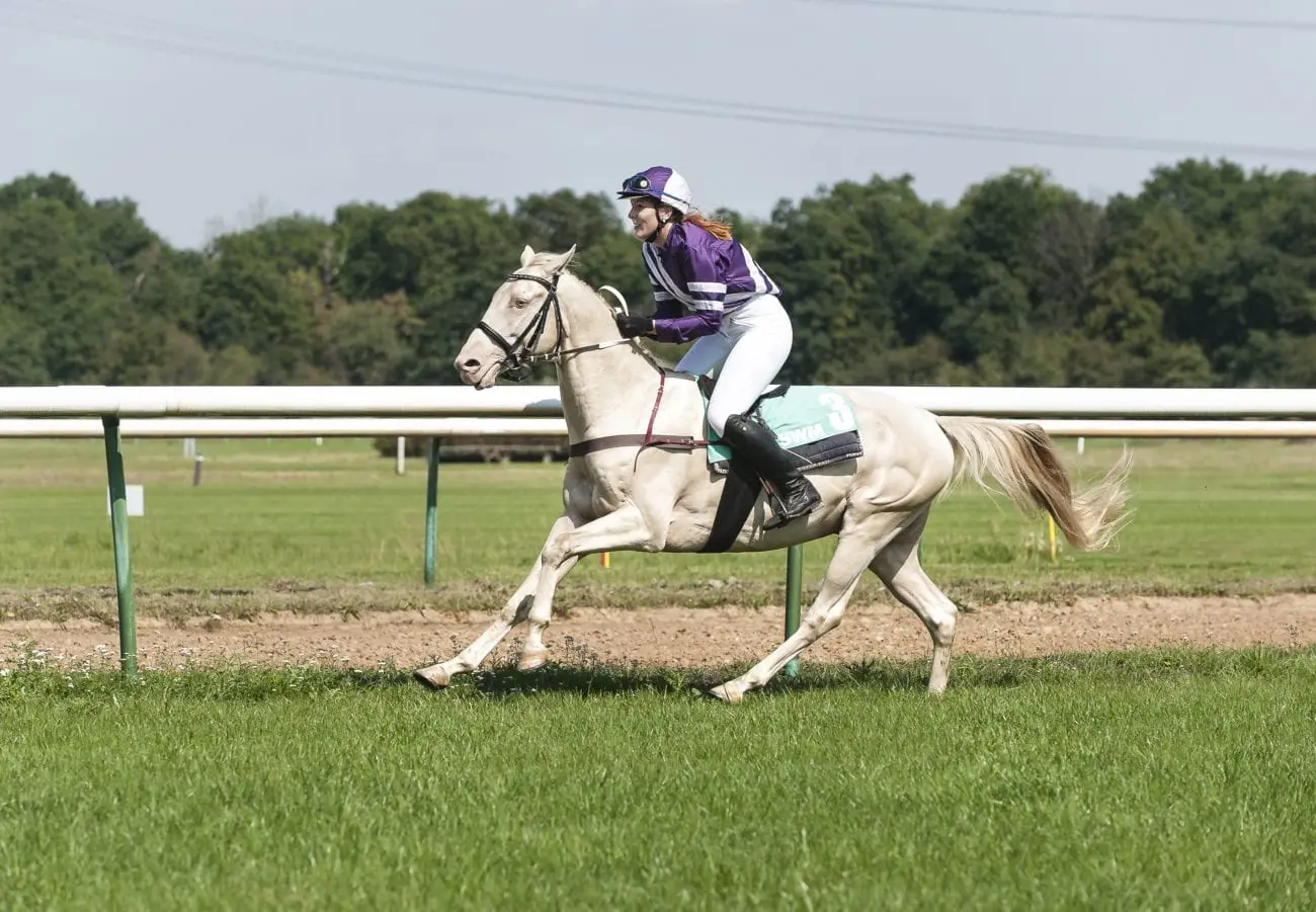 jumping-pasture-horse-mammal-stallion-ride-630288-pxhere.com_-scaled